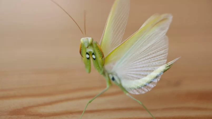 Praying mantis and his wings