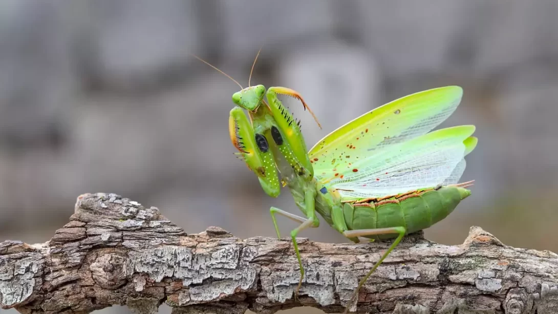 Praying mantis on the branch