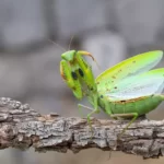 Praying mantis on the branch