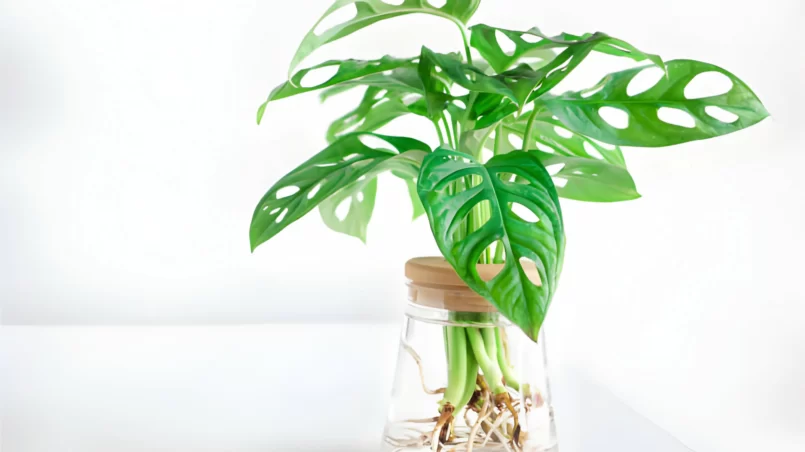 Propagating monstera in water