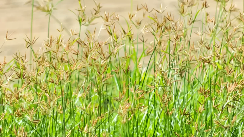 Purple nutsedge