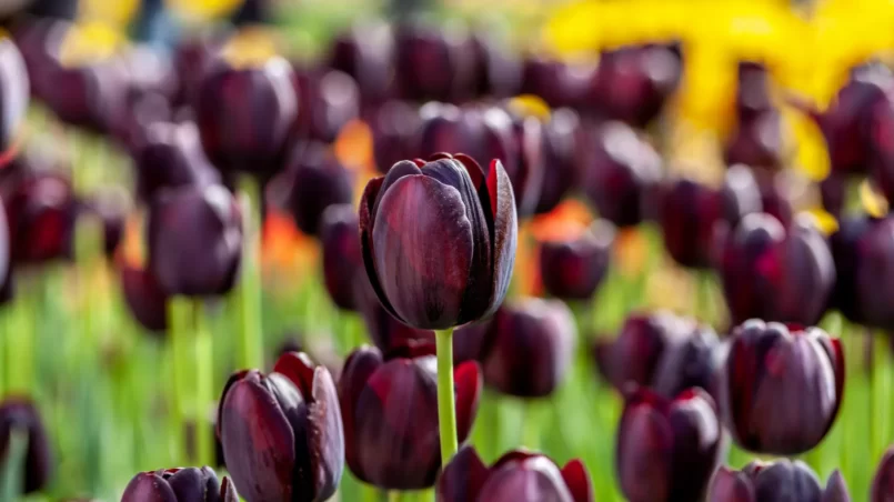 Queen of Night tulips