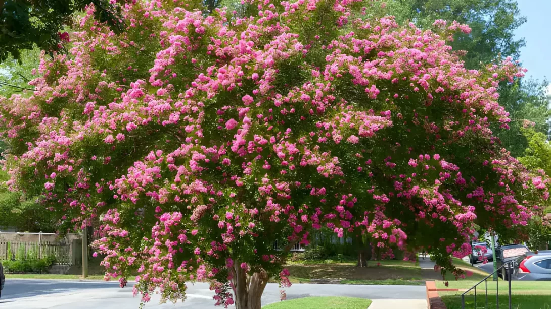 Raspberry Crepe Myrtle Tree
