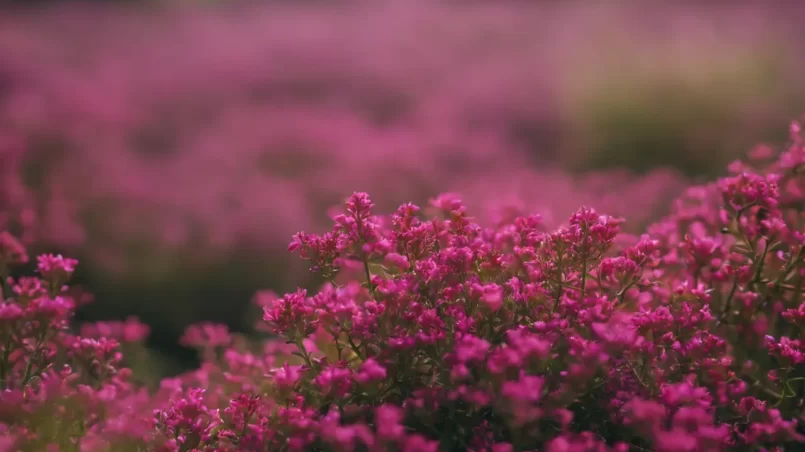 Red Creeping Thyme