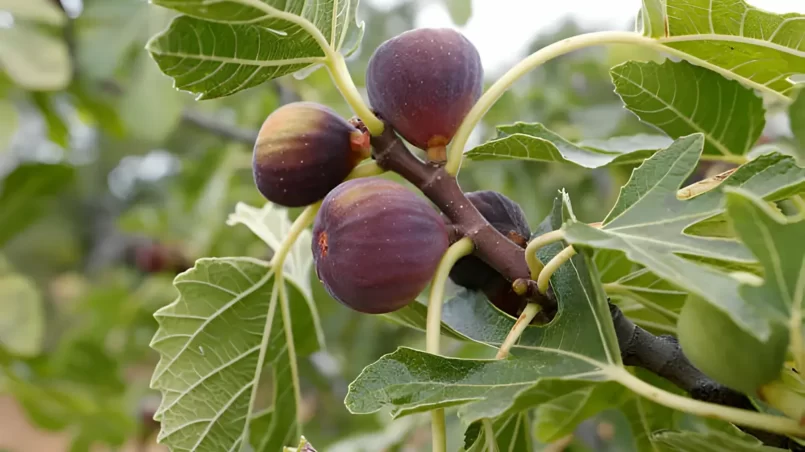 Ripe figs on a tree