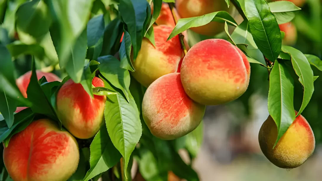 Ripe sweet peach fruits growing on a peach tree