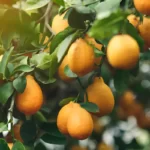Ripe yellow-orange Meyer lemons on a lemon tree