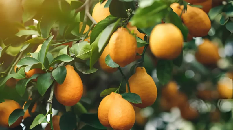 Ripe yellow-orange Meyer lemons on a lemon tree