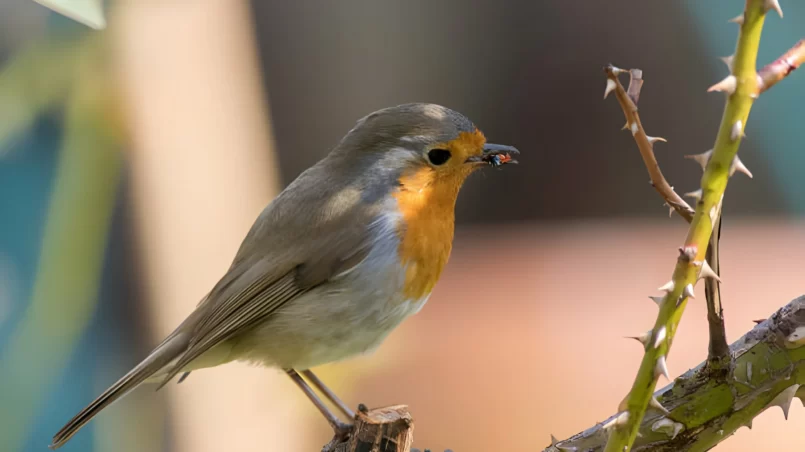 Robin redbreast eating a ladybug