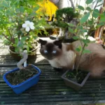 Siamese cat and bonsai trees