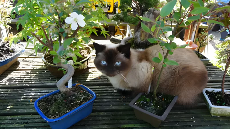 Siamese cat and bonsai trees