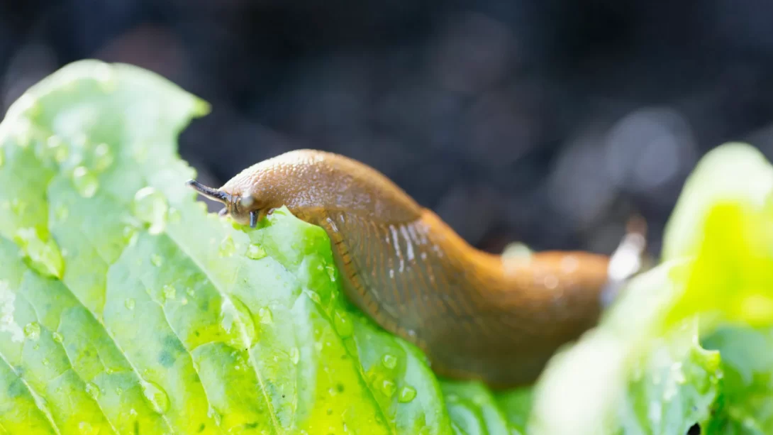 Slug eating salad in vegetable garden