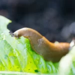Slug eating salad in vegetable garden
