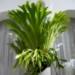 Staghorn fern (Platycerium Coronarium)