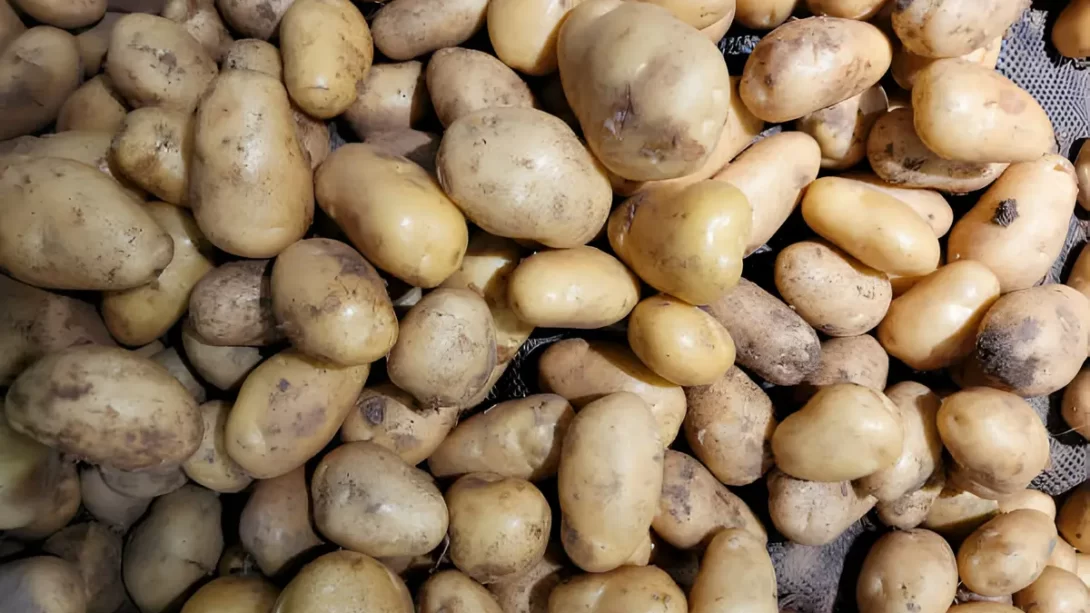 Storing fresh organic potatoes