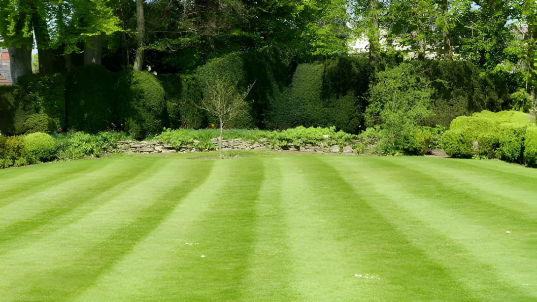Striped Mowed Lawn