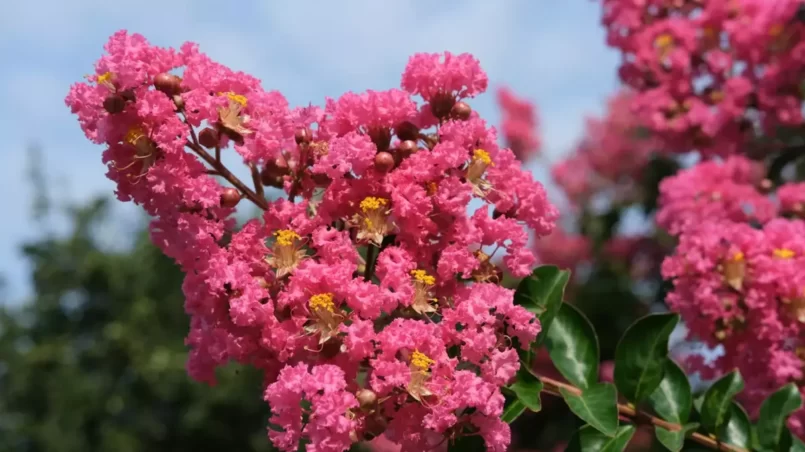 Summertime blooms of crepe myrtle trees