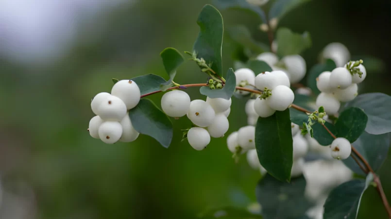 Symphoricarpos albus