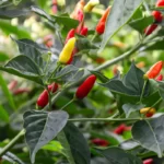 Tabasco pepper ready to be harvested