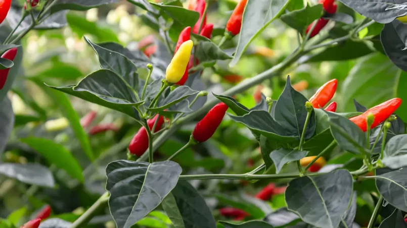 Tabasco pepper ready to be harvested