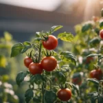 Tomato plants with tomatoes