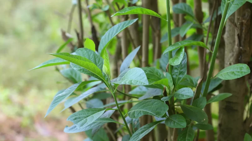 Vernonia amygdalina