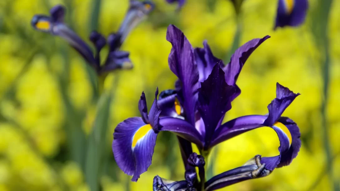 Vibrant Iris blooms