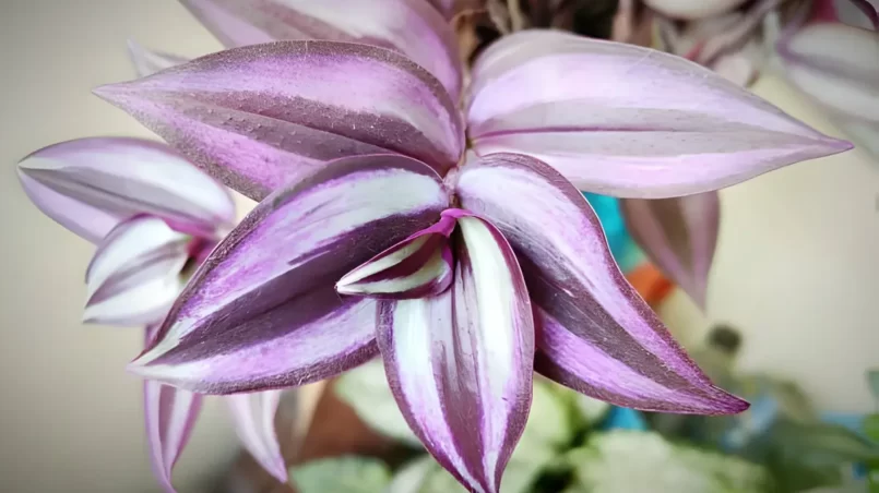 Wandering jews (Tradescantia)