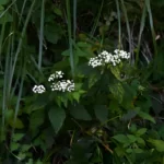 White snake root (Ageratina altissima) flowers