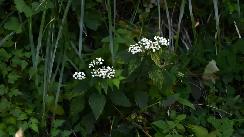 White snake root (Ageratina altissima) flowers