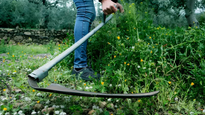 Young man mowing the grown grass with a scythe