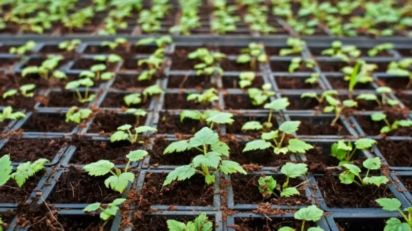 Young raspberry seedlings