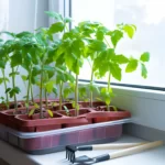 Young tomato seedlings in pots