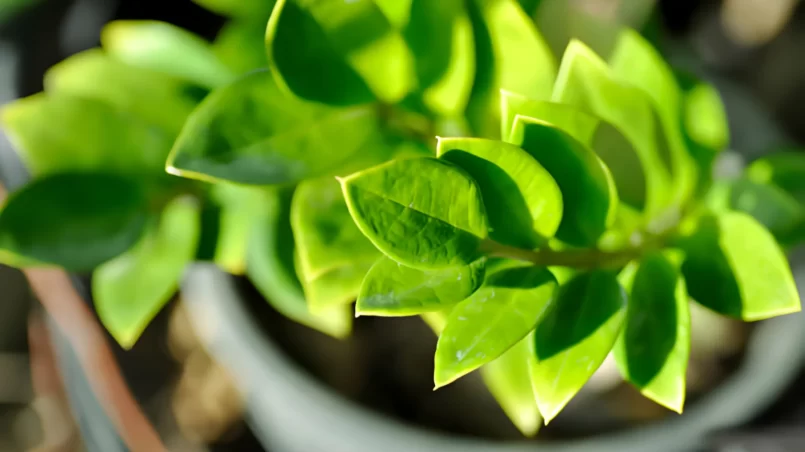 ZZ plant turning yellow