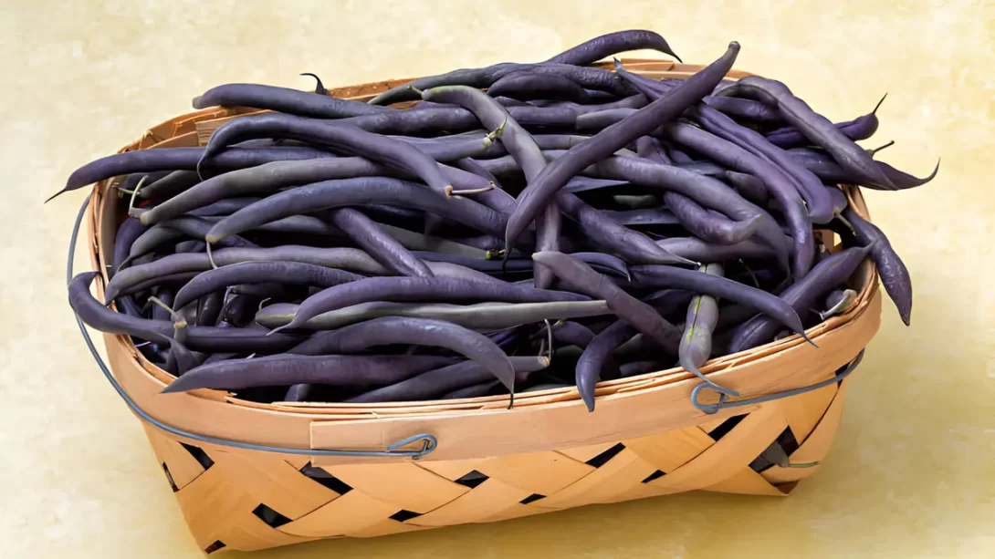 basket of purple hull peas