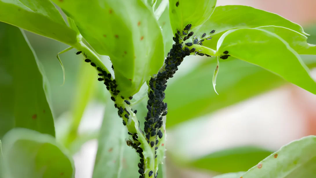 black bean aphids
