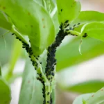 black bean aphids