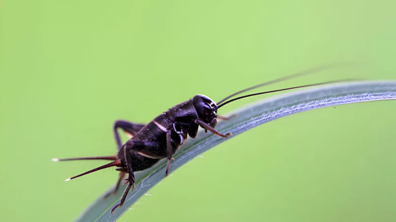 black cricket