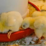chicks eating