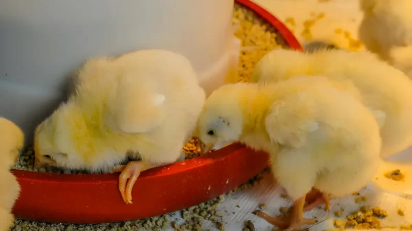 chicks eating