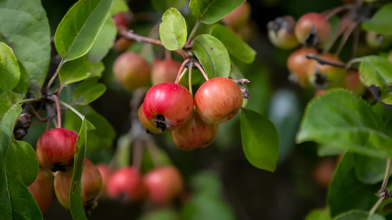 crab apples