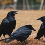 crows in yard