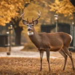 deer in autumn