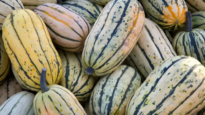 delicata winter squash varieties