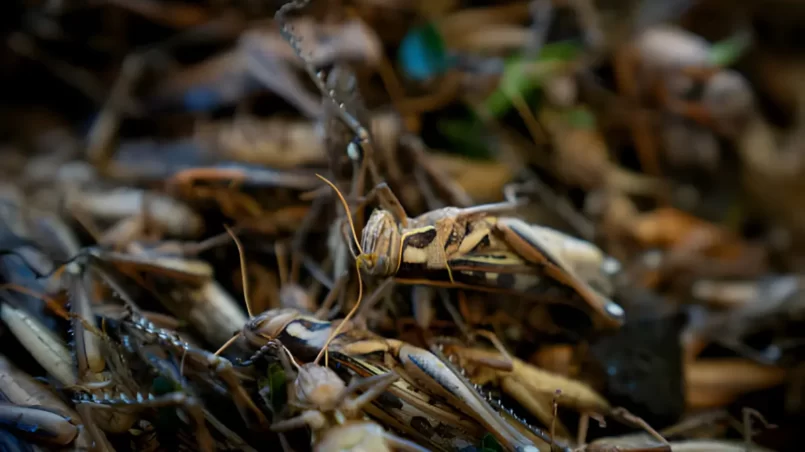 fried crickets