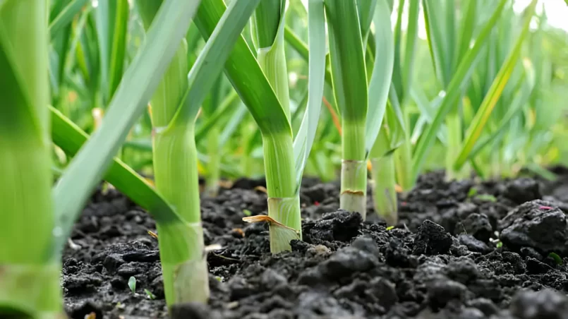 garlic plantation in the vegetable garden