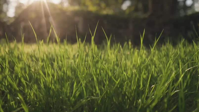 grass growing in shade