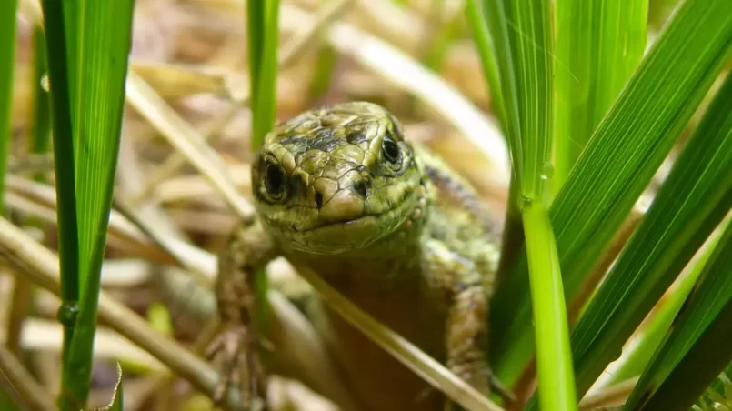 lizard in grass