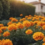 marigolds in garden