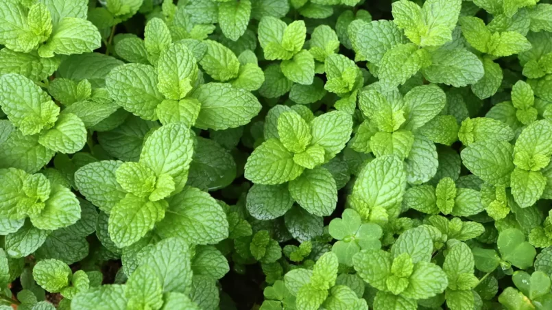 Mint plant